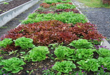 Grown Locally in Claremorris